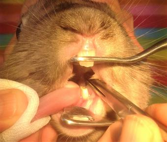 Maloccusion dentaire chez le lapin, à Metz (Moselle, 57)
